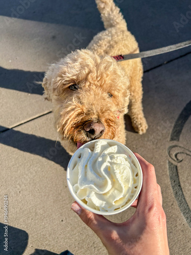 Dog and whipped cream