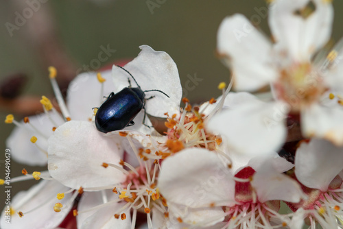 Macro shot of a shiny blue leaf beetle on white apricot blossoms in spring garden.  Close-up of Agelastica alni (alder leaf beetle) on blossoming Prunus armeniaca flowers.