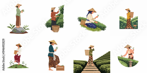 Collection of Illustrations Featuring Traditional Asian Women Harvesting Tea Leaves in Lush Green Plantations Wearing Conical Hats and Ethnic Attire