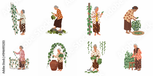 Set of illustrations showing an elderly Indonesian woman in traditional kebaya harvesting and picking betel leaves in various gardening poses.