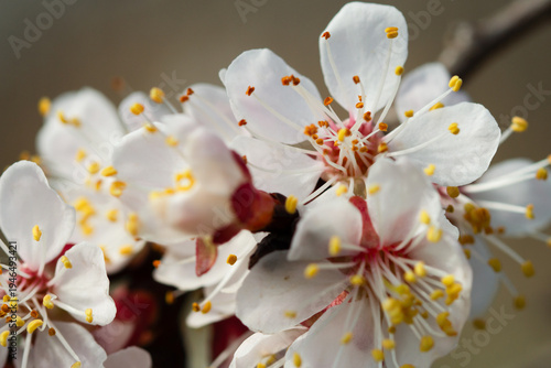 Macro photography of Prunus armeniaca flowers, showing detailed petals and pollen-covered anthers.