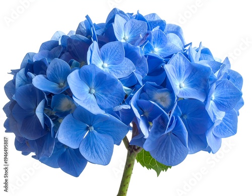 A vibrant blue hydrangea flower on a white background