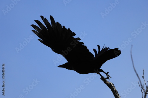 A Crow taking flight from a branch, Silhouette
