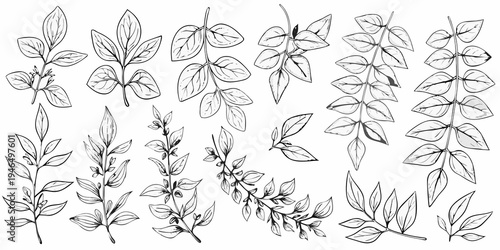 Botanical illustration of various herb and plant leaf arrangements