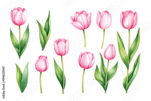 Pink and white tulips bouquet isolated on a clean white background showing fresh spring flowers and natural beauty