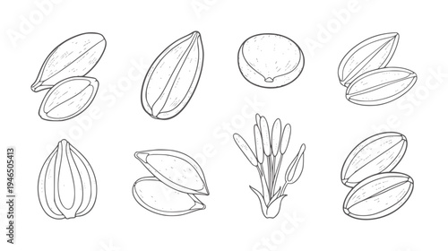 Hand drawn botanical of seeds and flower stamens outline plant nature
