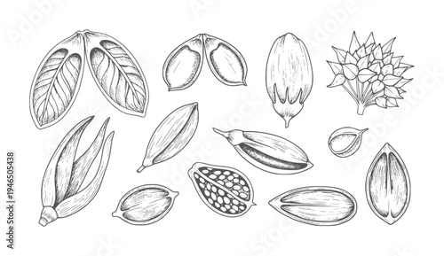 Hand drawn botanical of various seeds and pods vintage organic