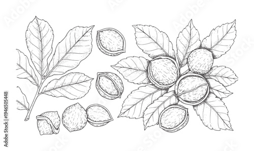 Hand drawn botanical of walnuts and leaves leaf branch food