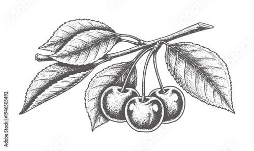 Hand drawn cherries a branch with leaves in vintage engraving style cherry fruit