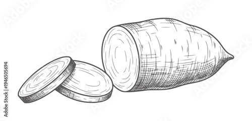 Hand drawn of a whole sweet potato with slices root vegetable food