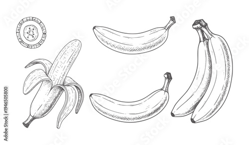 Hand drawn of peeled and whole bananas and a banana slice fruit food