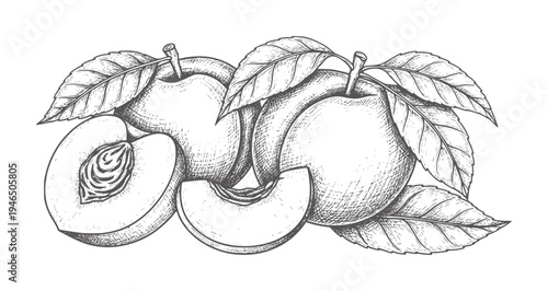 Hand drawn of ripe peaches with leaves and slices fruit food vintage botanical