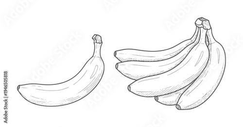Hand drawn of single banana and bunch of bananas fruit line