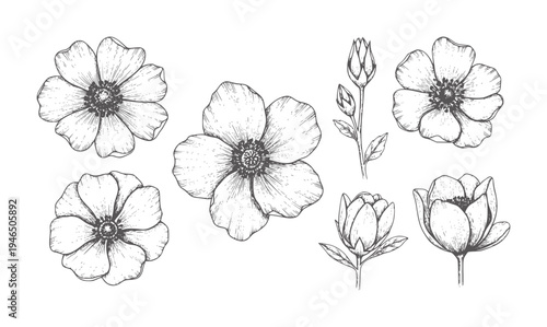 Hand drawn of various blooming flowers and buds in dark gray botanical floral