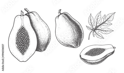 Hand drawn papayas whole and halved with leaf fruit food tropical vintage