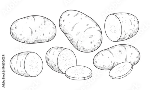Hand drawn of whole and sliced potatoes white food ingredient vegetable