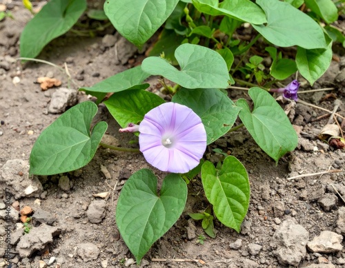 Field bindweed plant growing on dry soil