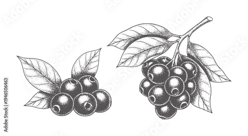 Two clusters of dark berries with leaves in a vintage style berry fruit leaf