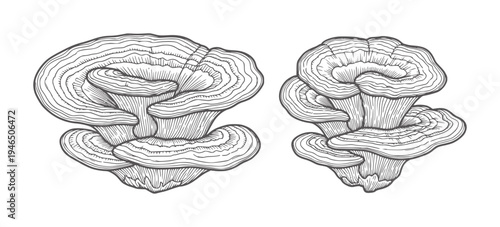 Two line of shelf fungi growing in layers mushroom bracket wood