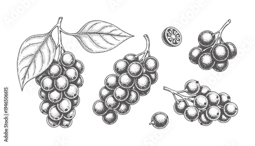 Vintage botanical of dark berries and leaves berry fruit leaf branch
