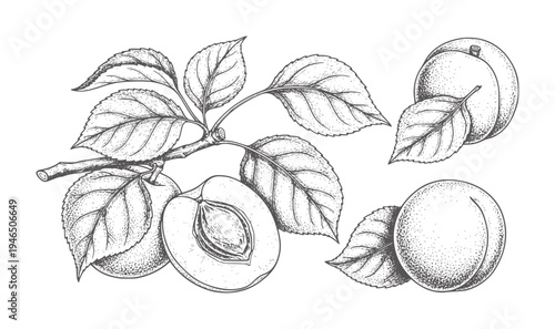 Vintage line of ripe apricots a branch with leaves fruit