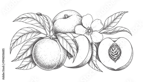 Vintage of ripe peaches with leaves and a flower fruit leaf