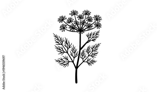 Fennel Flower Botanical Vector Illustration Isolated on White