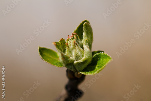 Macro shot of an apple tree bud opening in early spring, showing fuzzy green leaves and a hint of pink blossoms.