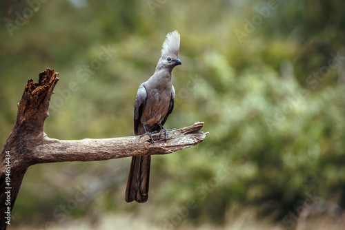 Grey go away bird standing on a log front view isolated in natural background in Kruger National park, South Africa ; Specie Corythaixoides concolor family of Musophagidae