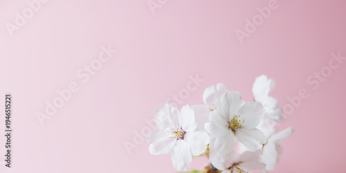 ヘッダー背景_桜の花