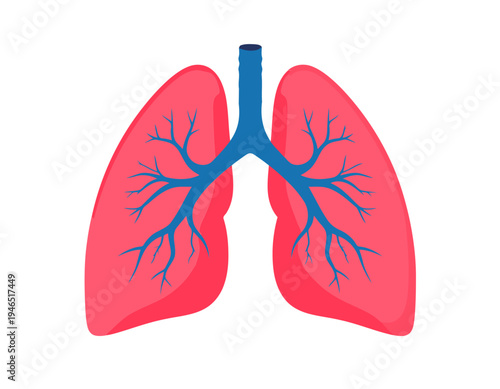 Anatomical illustration of human lungs with trachea and bronchial tree on a white background.