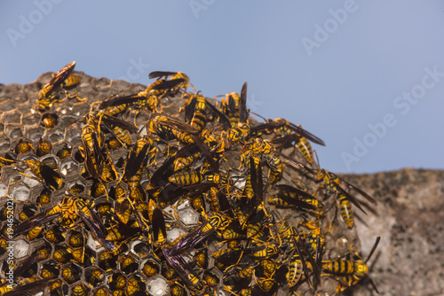 Wallpaper Mural Paper wasp on honeycomb nest, macro photography of wild insect colony. Torontodigital.ca