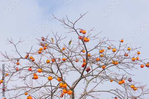 Wallpaper Mural Low angle view of ripe persimmon fruits hanging on tree branches against a clear sky in autumn Torontodigital.ca