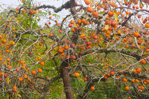 Wallpaper Mural Low angle view of ripe persimmon fruits hanging on tree branches against a clear sky in autumn Torontodigital.ca
