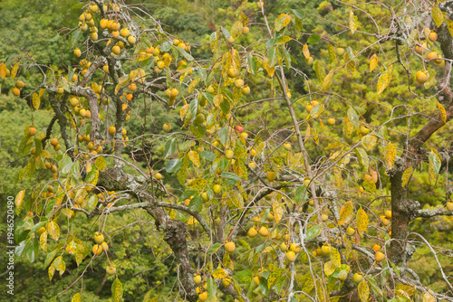 Wallpaper Mural Close up of many persimmons ripening on a lush leafy tree in a rural orchard Torontodigital.ca
