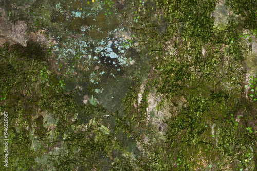 Wallpaper Mural Natural texture of green moss and lichen growing on a decaying wooden structure Torontodigital.ca