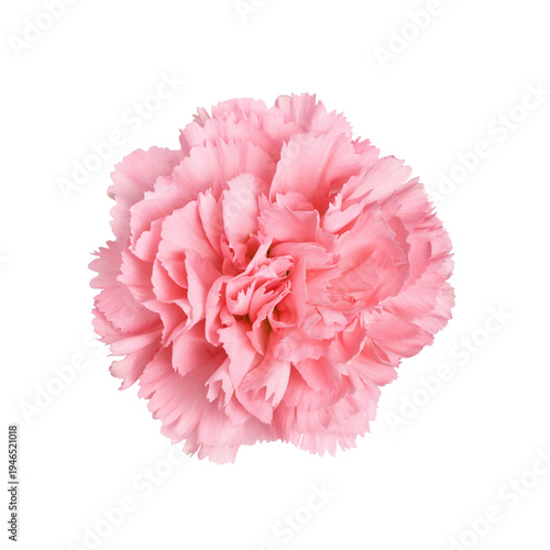 Top view of pink carnation (dianthus) flower isolated on white or transparent background