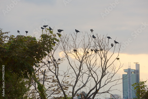 Wallpaper Mural Silhouette of many black birds perched on bare tree branches at sunset in the city Torontodigital.ca