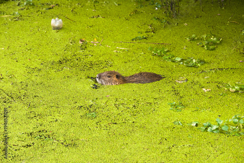 Wallpaper Mural Nutria swimming through thick green duckweed in a calm pond or wetland Torontodigital.ca