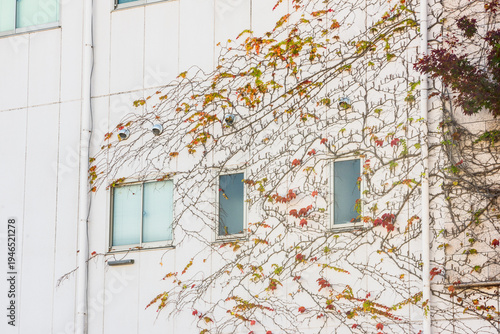 Wallpaper Mural Modern concrete apartment building wall partially covered with climbing ivy vines Torontodigital.ca