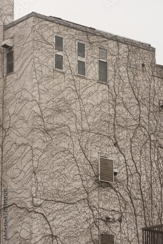 Wallpaper Mural Modern concrete apartment building wall partially covered with climbing ivy vines Torontodigital.ca