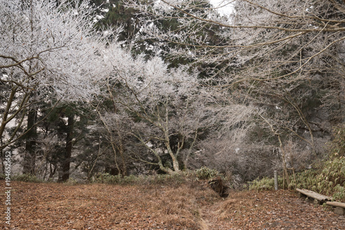 Wallpaper Mural Quiet park landscape with wooden benches under trees covered in white hoarfrost Torontodigital.ca