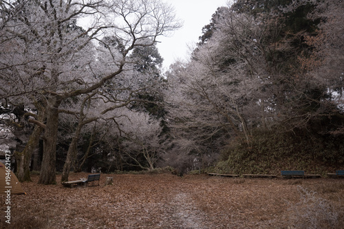 Wallpaper Mural Quiet park landscape with wooden benches under trees covered in white hoarfrost Torontodigital.ca