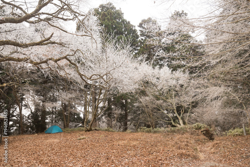 Wallpaper Mural Small blue tent pitched in winter forest clearing under frost covered trees Torontodigital.ca