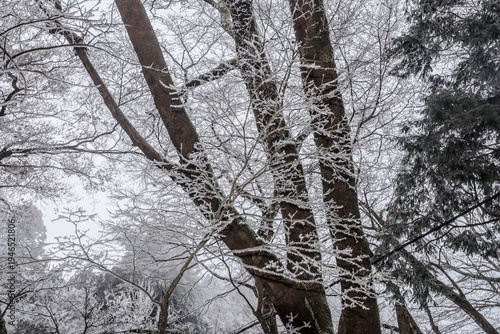 Wallpaper Mural Looking up at deciduous trees covered in white hoarfrost against bright sky Torontodigital.ca