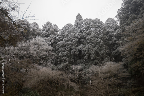 Wallpaper Mural Dense coniferous forest covered in heavy hoarfrost under an overcast winter sky Torontodigital.ca