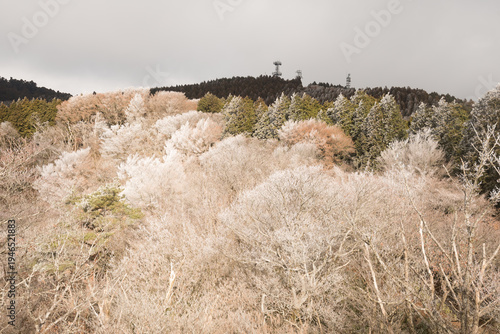 Wallpaper Mural Panoramic view of frozen mountain forest with hoarfrost trees under misty sky Torontodigital.ca
