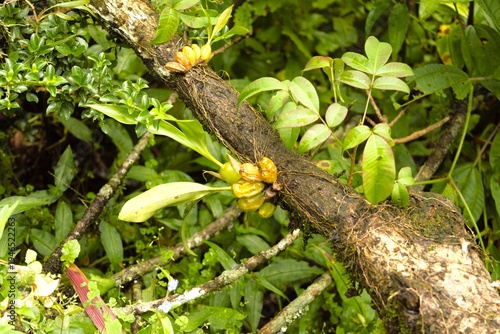 Epiphytic orchid with green pseudobulbs growing on tree trunk in Himalayan forest Nepal