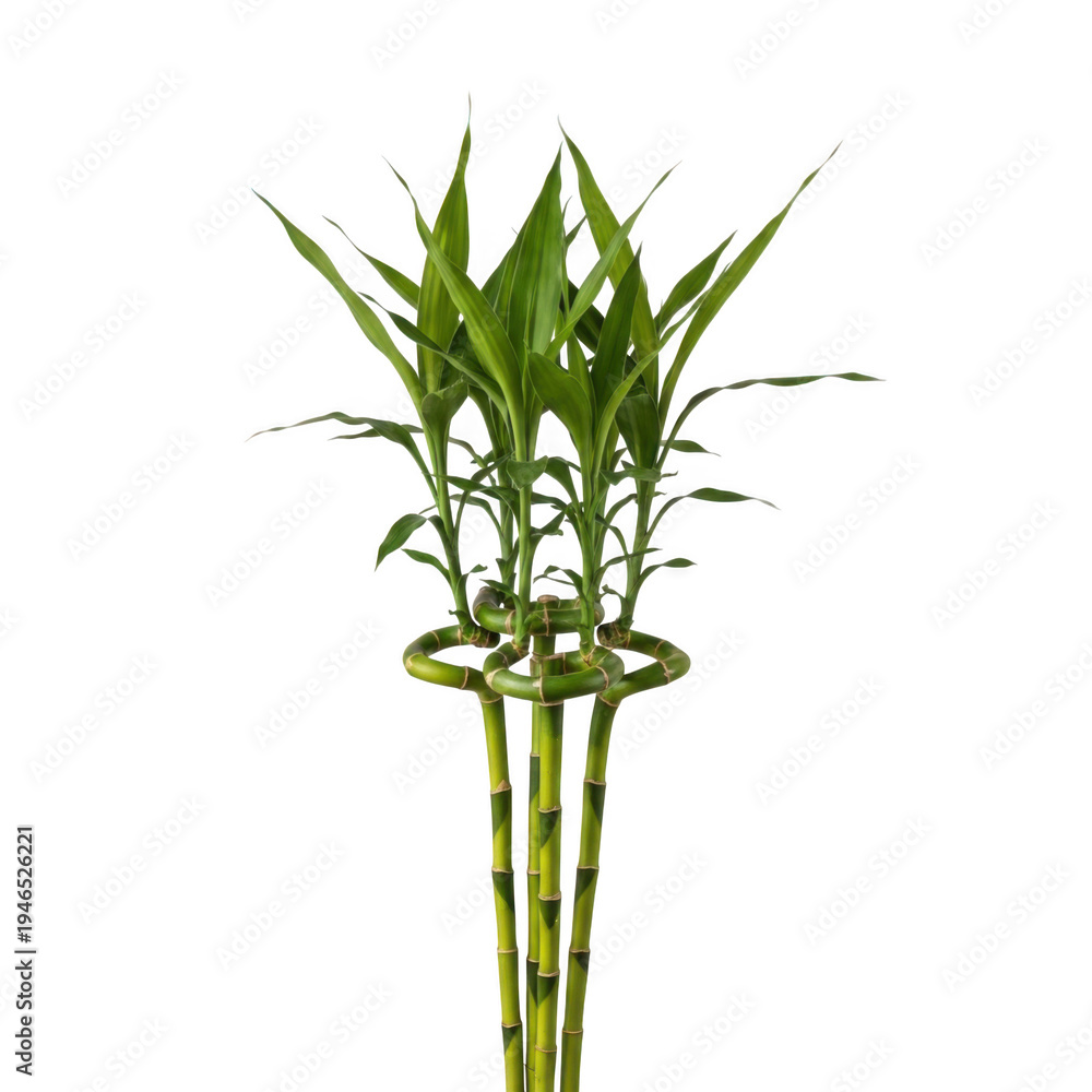 Obraz premium A close-up view of a single green plant with multiple stems and leaves. isolated on transparent background