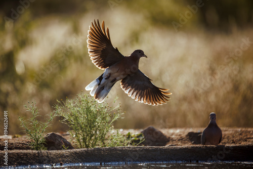 Laughing Dove taking off from waterhole front view backlit in Greater Kruger National park, South Africa ; Specie Streptopelia senegalensis family of Columbidae